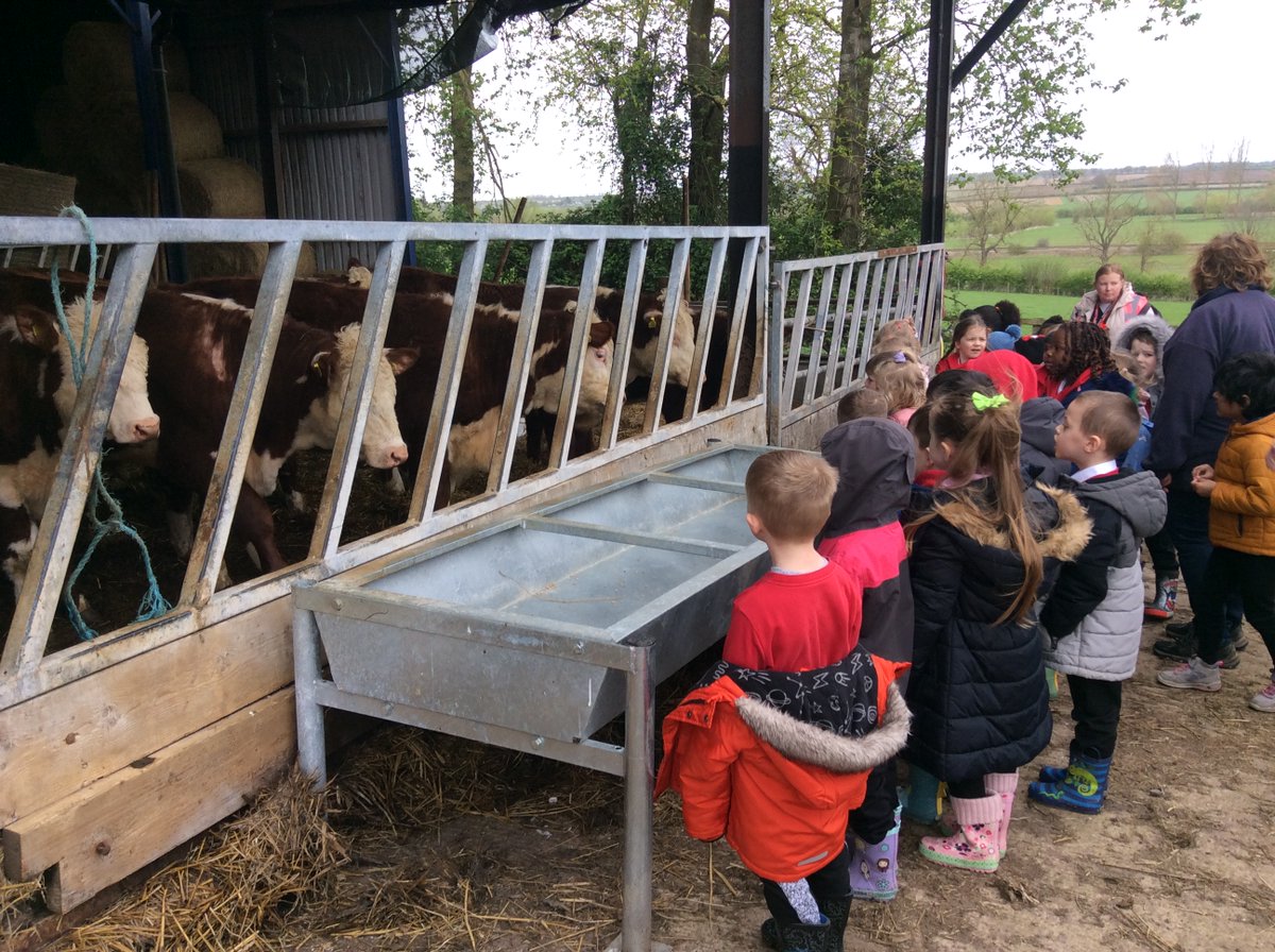 Our energetic EYFS children had a fantastic day at Brooksby Farm today. They were super ambassadors for our school, all well behaved and excited to learn! They were a pleasure to take to the farm. We saw calves that were very young and lambs born this very morning. So exciting!