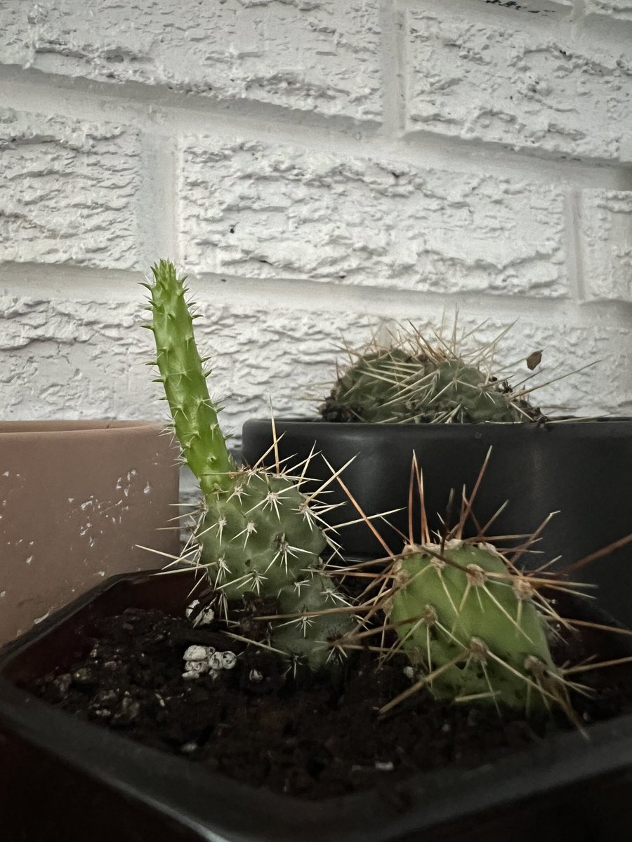 I’ve grown hundreds of prickly pear (brittle and plains) & escobaria (ball) cactus! Started growing them when I was 5 and has been a bit of an a obsession of mine, since. This is the first time I’ve ever had one etiolate. (Growing out of character due to inadequate sun).