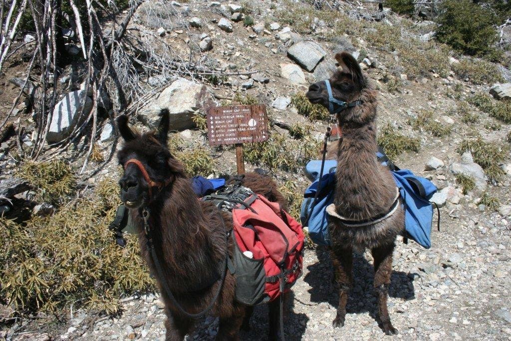 This was 12 years ago. :) They talked and complained the whole way up the mountain, stopping under every bit of shade. :)