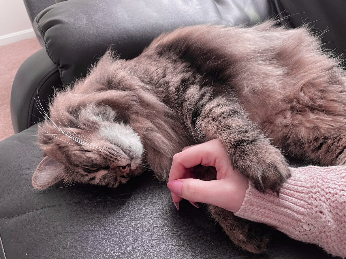 why does my cat love holding hands so much