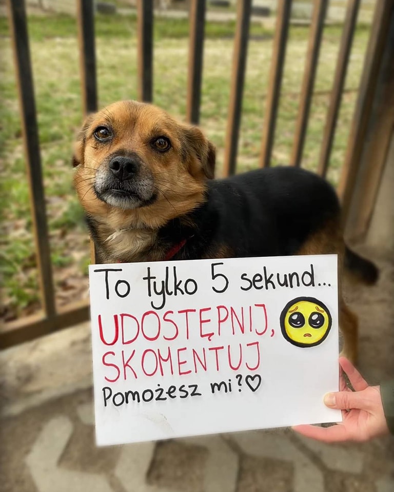 SUERTE SZUKA DOMU🙏🏡💔
Kto usłyszy jego wołanie?Czy naprawdę nikt nie zauważy małego kundelka?To taki wspaniały pies…
A może to Tobie skradnie serce?🥹❤️Czy jestem niewidzialny? Czy po prostu nigdzie na świecie nie ma dla mnie miejsca?
519-615-975 Schronisko w Korabiewicach