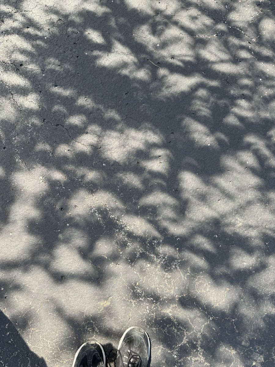 SecPhil's tweet photo. Eclipse through the tree leaves! #eclipse #shadow. https://t.co/Cmc7fcrI93