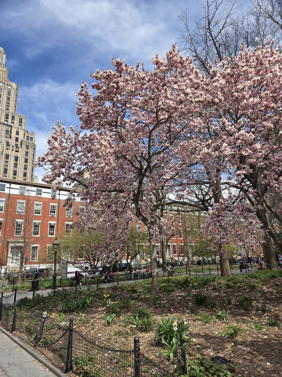 Who cares about the eclipse. Spring has arrived in NYC.