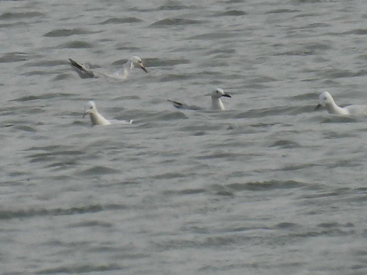 julianallen2009's tweet image. Day 9 A good day the main highlight a self found Greater sand plover nr Larnaca also seen today 4 Slender billed Gulls  nr Larnaca Airport