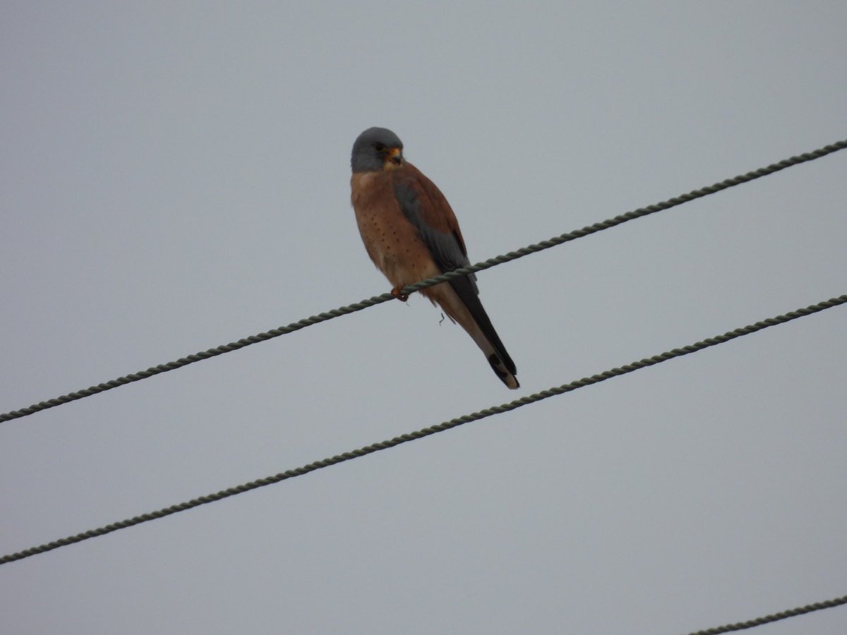 julianallen2009's tweet image. Day 9 A good day the main highlight a self found Greater sand plover nr Larnaca also seen today 4 Slender billed Gulls  nr Larnaca Airport