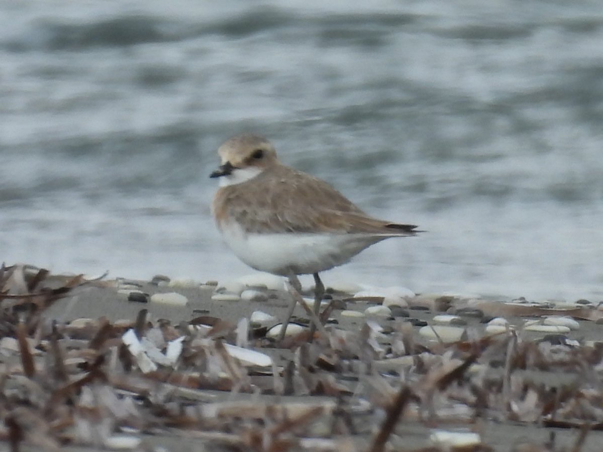 julianallen2009's tweet image. Day 9 A good day the main highlight a self found Greater sand plover nr Larnaca also seen today 4 Slender billed Gulls  nr Larnaca Airport