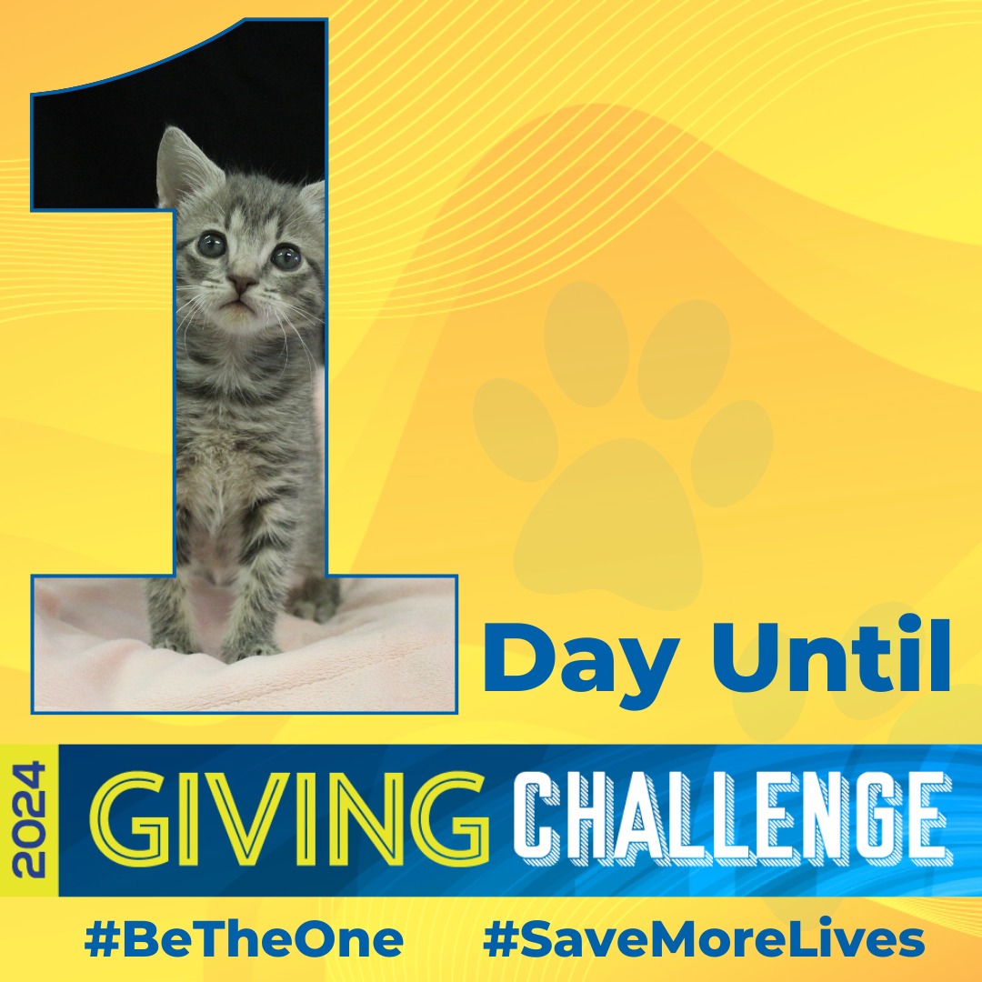 1 day until the 2024 Giving Challenge! 📷📷 Be the One to #SaveMoreLives during the 2024 Giving Challenge! Donate online April 9-10 from noon to noon (bit.ly/4atJ0tv) #givingchallenge2024 #catdepotsaveslives #betheone #savemorelives