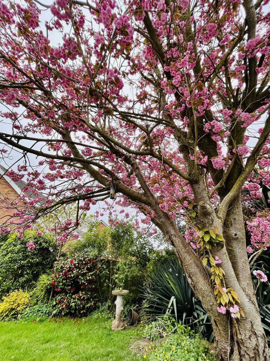 I love my mum’s blossom tree #TreeClub