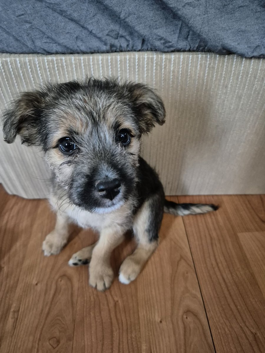 Yuva aradığım diğer yavru İstanbul içi yuva arıyorum 2 aylık terrier İstanbul