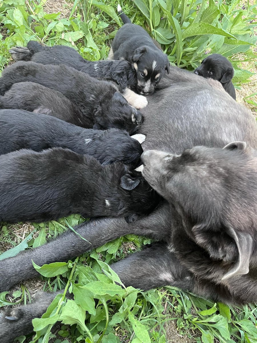 This is exactly why our focus is on neutering stray dogs. Our hearts sink when we find dogs like Cindy, almost every week! Please re tweet to raise awareness to the importance of neutering! As we are about to start a new campaign in West Romania. paws2rescue.com/donate/