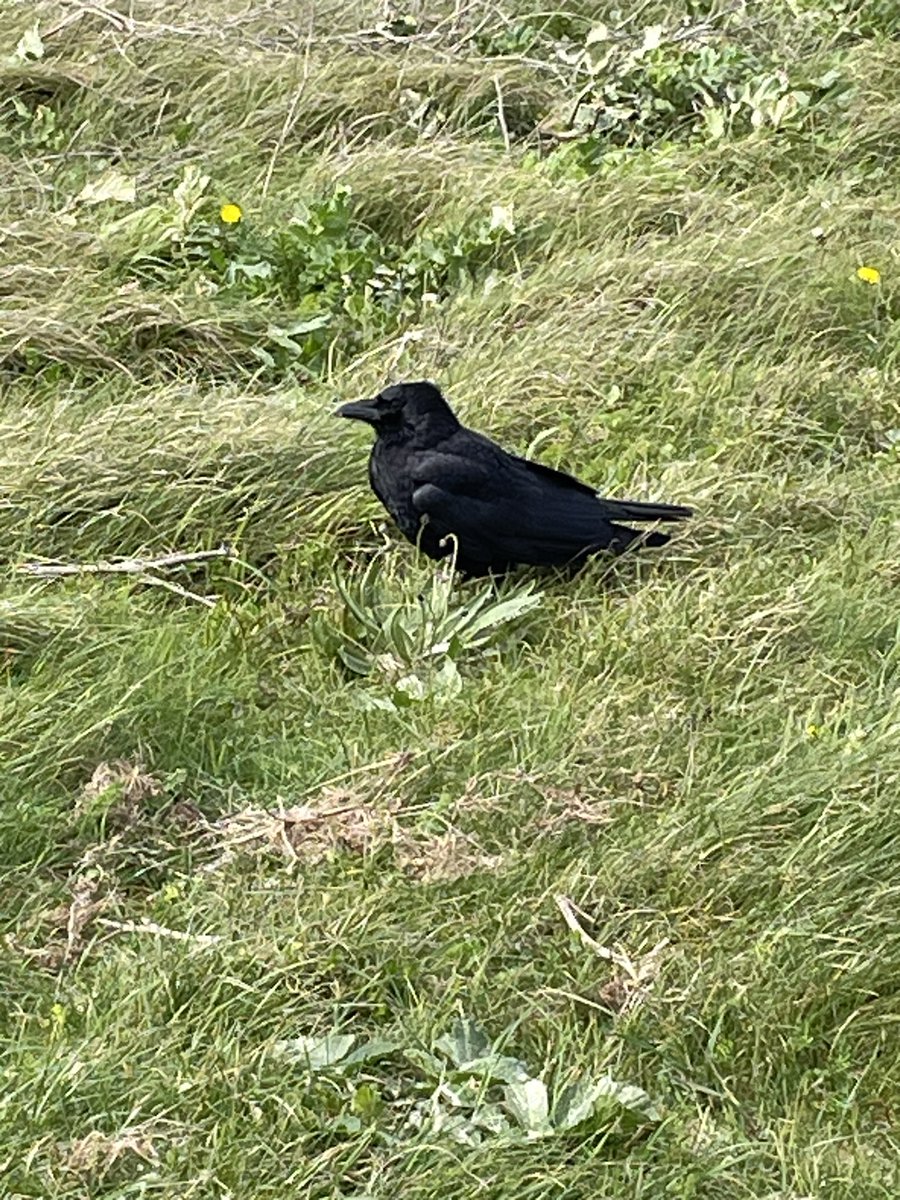 Saw this bird yesterday…pretty sure it’s a crow?!