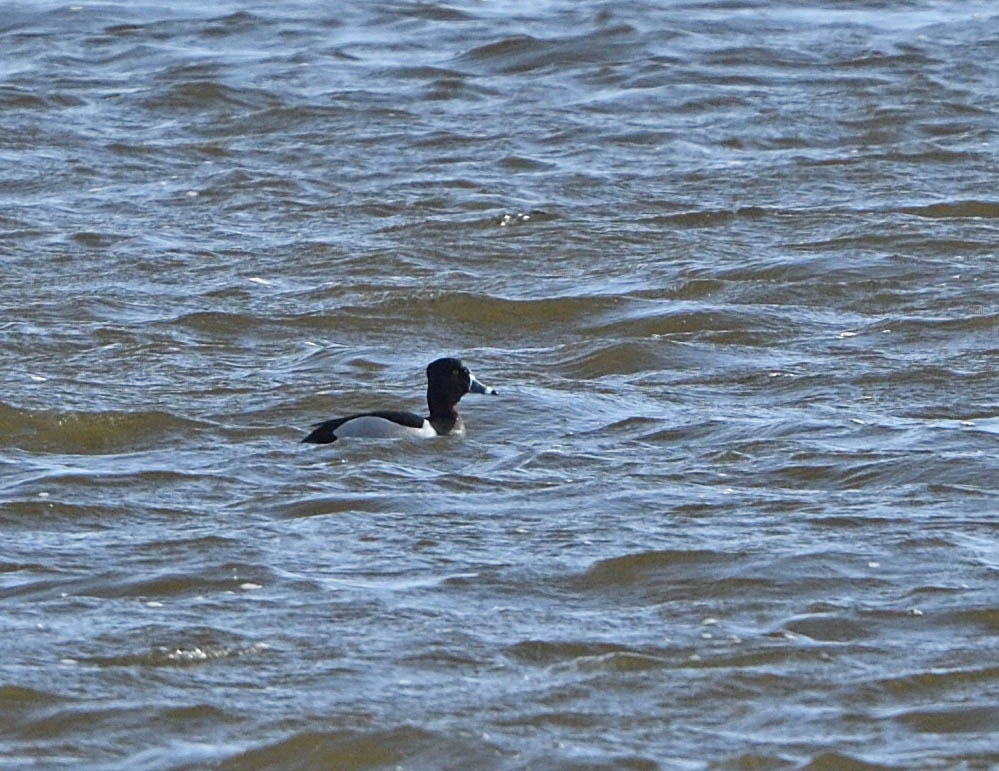 Nice late afternoon ring reading Barnacle Geese in N Uist also produced a drake Ring-necked Duck before @martgilli spotted this fine Red-breasted Goose in a large flock of Barnies adjacent to Callernish House. Presume Barnacle Goose EAP in the same flock also came from Islay?