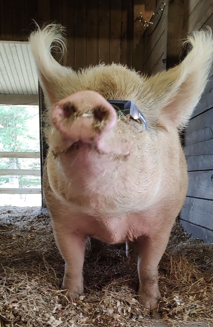 Henry is ready for the eclipse!
Happy #eclipse day Cleveland!