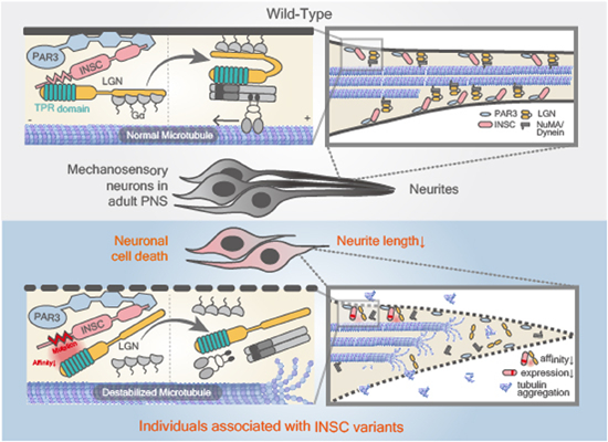 A missense mutation in human INSC causes #PeripheralNeuropathy By J-Y Yeh, Y-C. Lee, C-C. Chan & colleagues at University School of Medicine and National Taiwan University,Taipei 🗞️doi.org/10.1038/s44321…