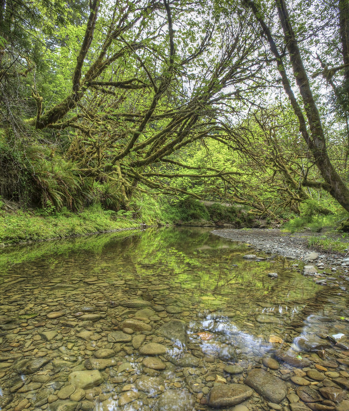 🌲🐦Join us for one of our wonderful upcoming events at Headwaters Forest Reserve this spring, summer and fall! Birding, storytelling, writing and historical presentations are just some of the fun! Learn more: blm.gov/announcement/b…