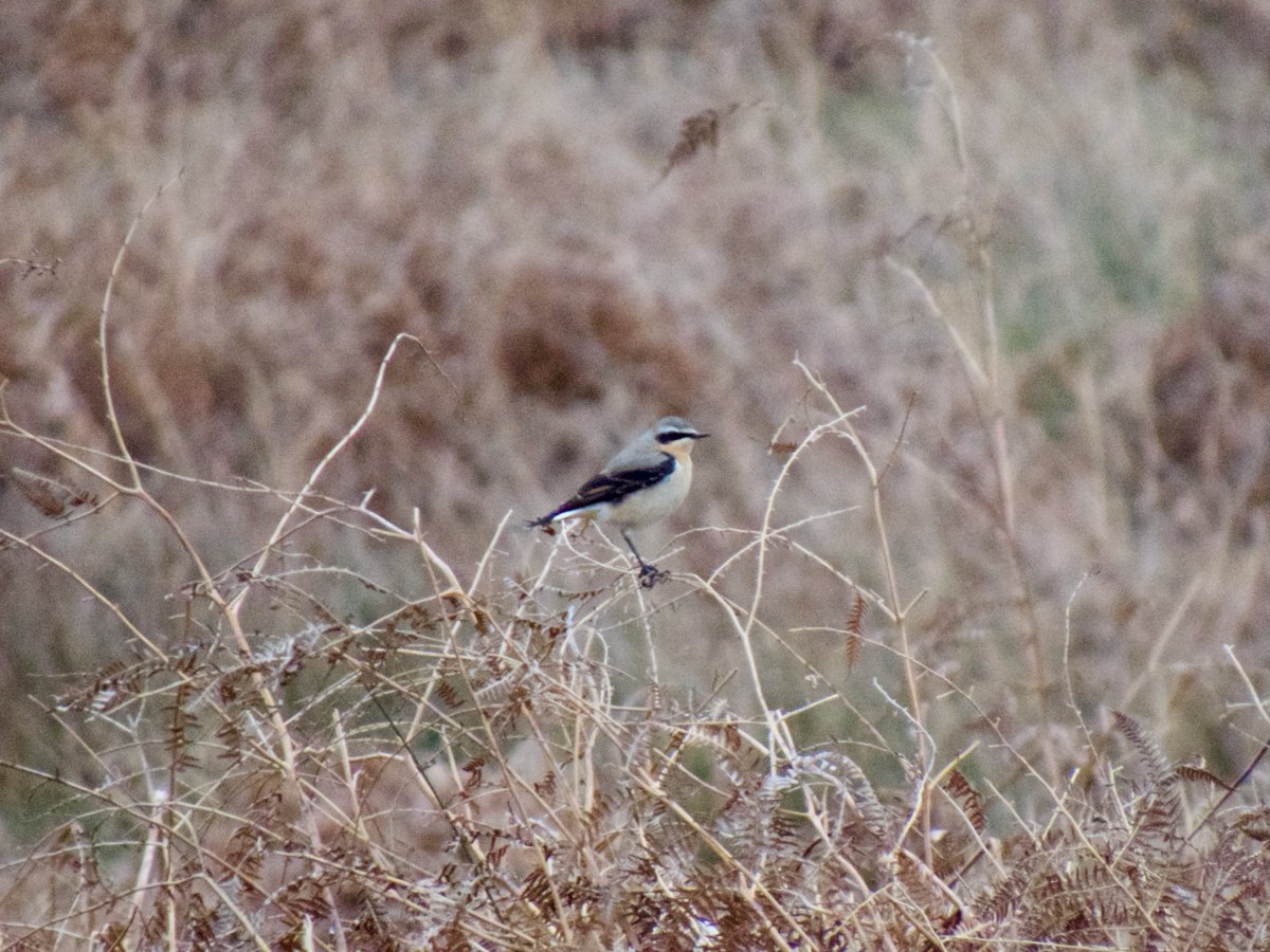 This smart male Northern Wheatear at Lawn Field was one of 11+ across Richmond Park today. @SurreyBirdNews @Londondnews