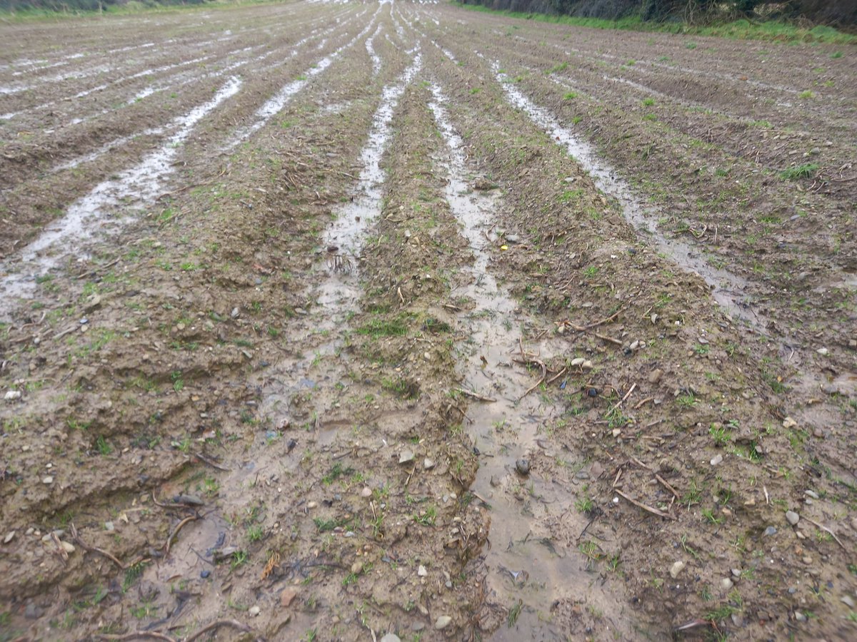 Our new season #Queens potatoes may be a bit late this year 😩 
#ballymakennyfarm