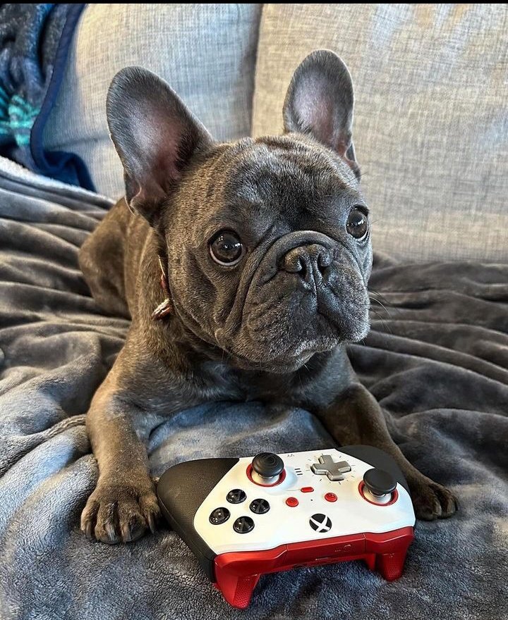Play time❤️
#dog #pet #dogmom #frenchie