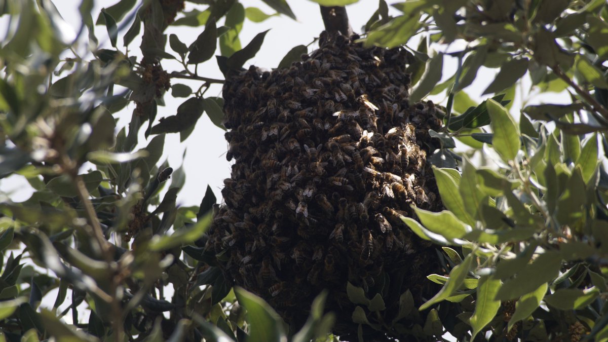 Essaim d'abeille buckfast / Swarm of buckfast bees (Apis mellifera Buckfast)

🌎: France

📷 Sony Alpa 6000 by @sony @sonyalpha
🔭 Tokina SD 70-210 mm by Tokina

No editing

Copyright @platon_neutron

#insectsoffrance #insects #insectphotography #sony #sonya6000