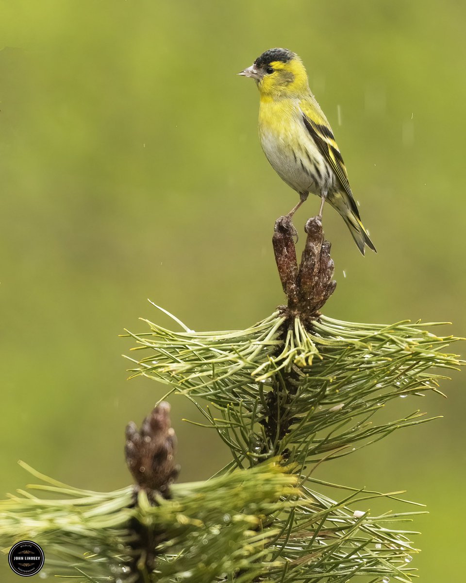 🌿📸 Wildlife Photography Delight: A Majestic Male Siskin in the Rain at Clough Head! 🌧️ I had the incredible fortune to capture a truly majestic moment during one of my recent wildlife shoots at Clough Head. @Natures_Voice @UKNikon @_BTO @BBCEarth @BBCSpringwatch