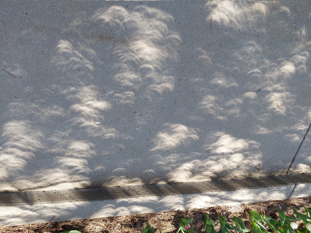 Dr. Beth Montelone tweet media