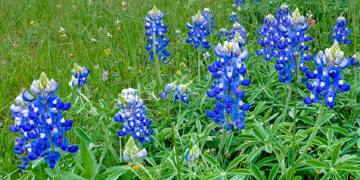 StopFitzhughCon's tweet image. @WildflowerCtr released its official spring wildflower forecast for Central Texas.

🌷To read the full report head to brnw.ch/21wICMC

#stopfitzhughconcertvenue #wildflowerseason #springblooms #Texaswildflowers #naturelovers #AustinTX