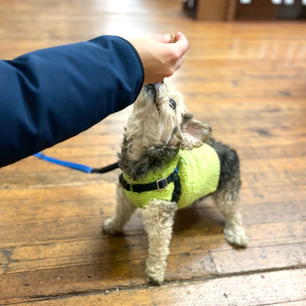 Say hi to one of our favorite regulars, Bobo. 👋🏻 He's a gentle soul, always down for a treat, and so smol and cute. I mean, look at that little sweater! 🥰⁠ ⁠ #DogsofEBBCO #indiebookstore #elliottbaybookcompany