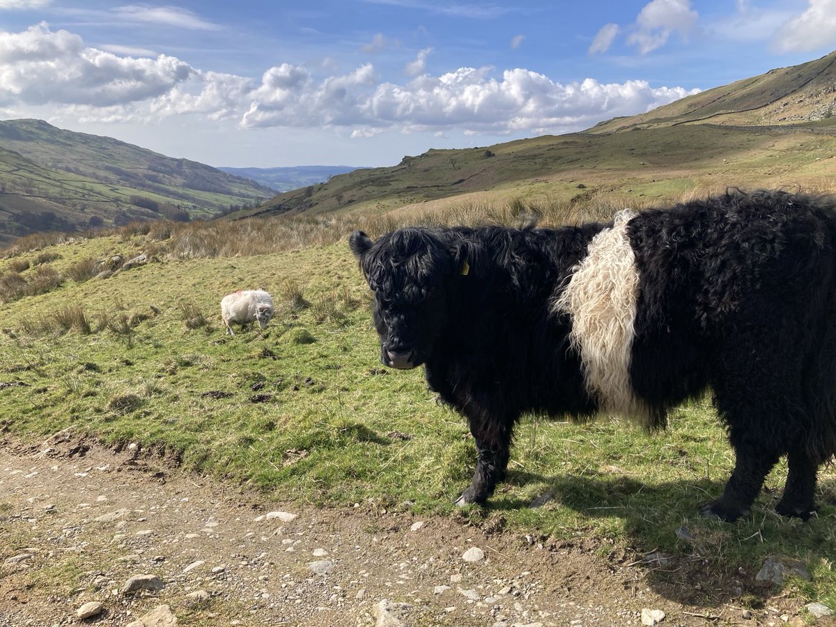 Night night twitter friends 😴and good night from cow friend. Passed this beautiful belted Galloway on the way to The Struggle and Kirkstone Pass last week 🤠 #LakeDistrict