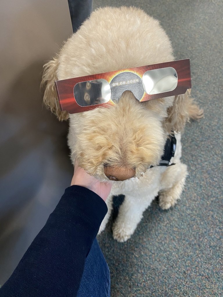 Murphy, our Therapy Dog at Page Middle School, ready to watch the eclipse.