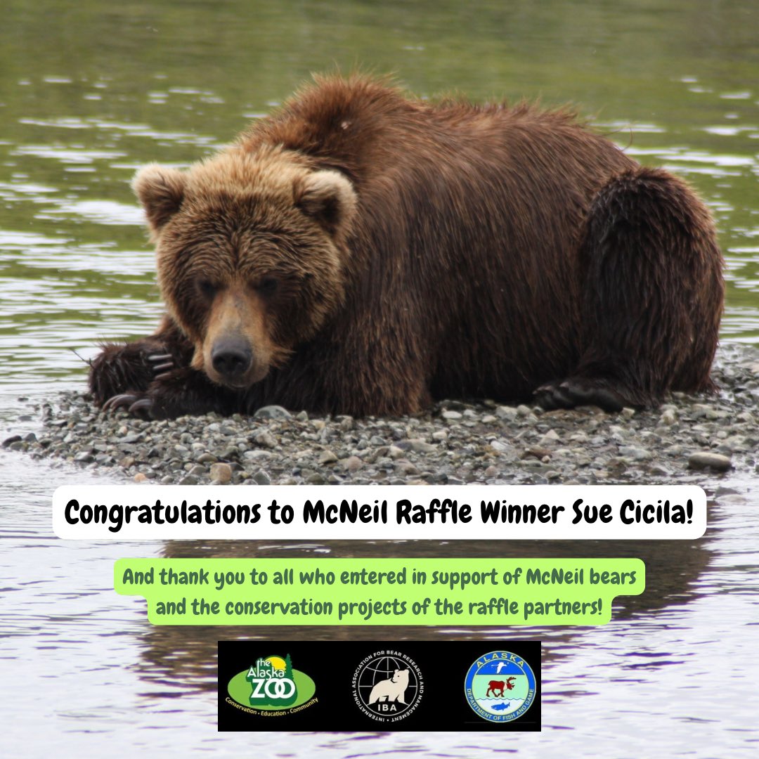 Congrats to Sue Cicila on winning the McNeil Brown Bear Viewing Raffle! We thank everyone who entered in support of the bears of McNeil. You raised $150,260 to split among Alaska Zoo (15%), IBA (15%), ADF&G (70%) for bear conservation and non-game programs. Thank you! ❤️