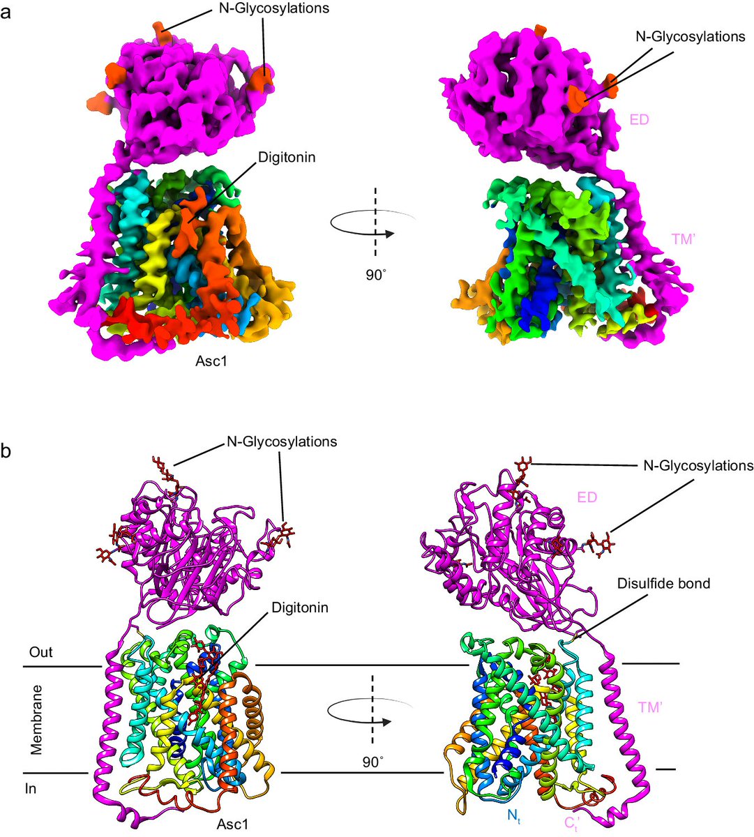 Structure and mechanisms of transport of human Asc1/CD98hc amino acid transporter | Nat Commun doi.org/10.1038/s41467…
