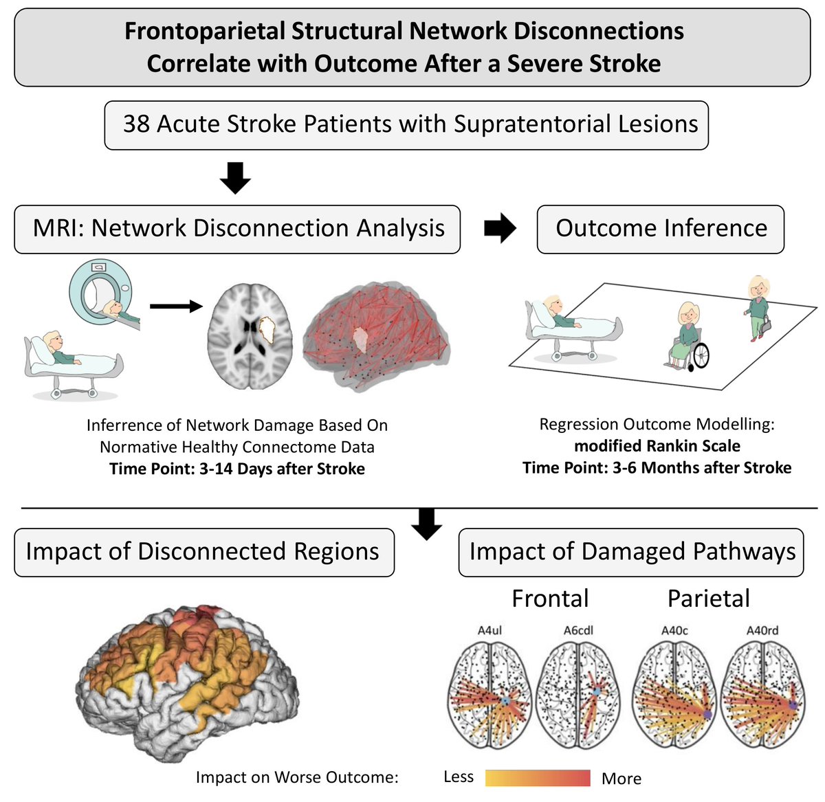 Very happy to share new preprint data on the importance of frontoparietal #network #disconnections for outcome variability after #severe ischemic #stroke. medrxiv.org/content/10.110… @SFB_936 @HamburgNeuro @LFrontzkowski