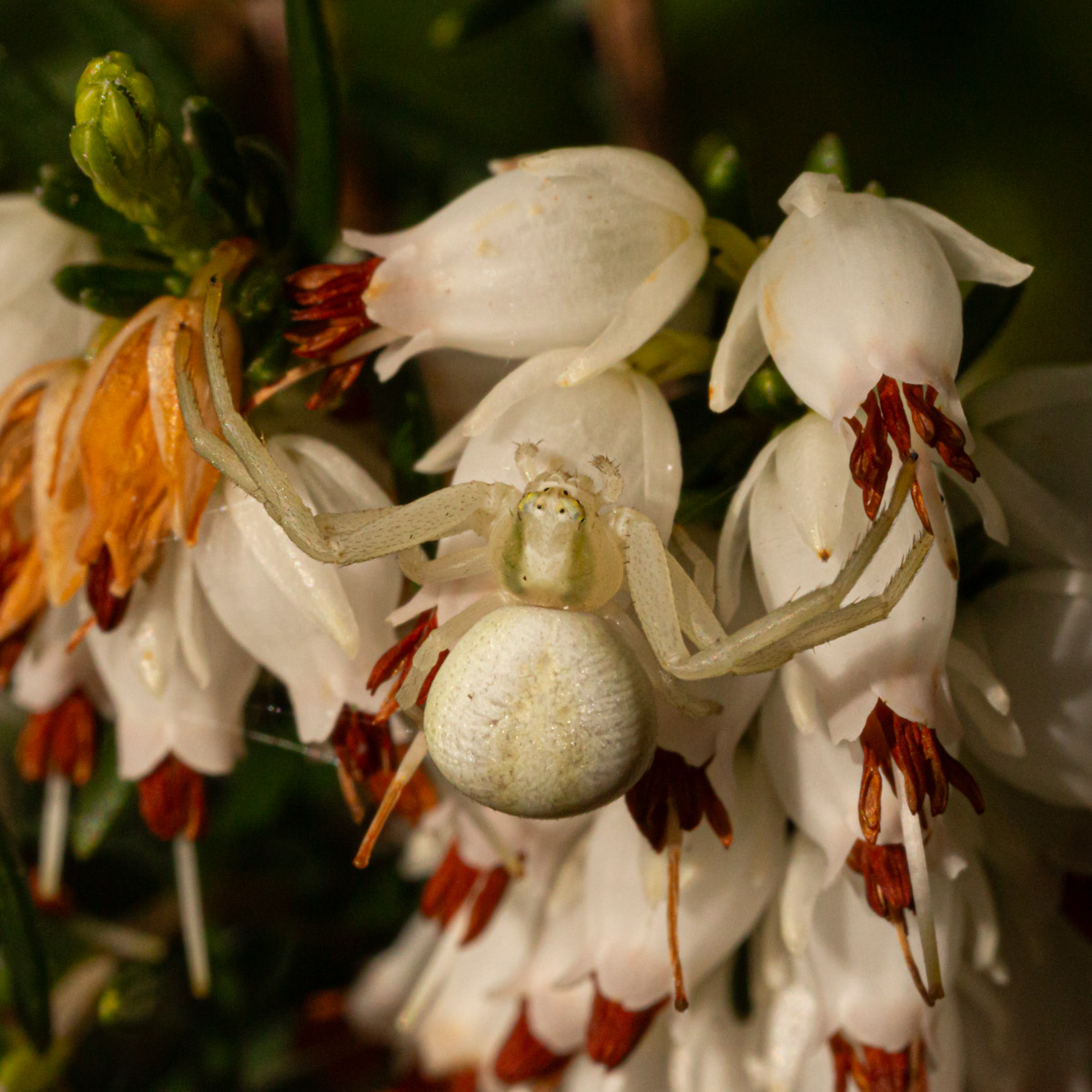 Female Misumena vatia on heather in my garden this afternoon. I only saw it because it moved as it was so well camouflaged @BritishSpiders @Tone_Killick