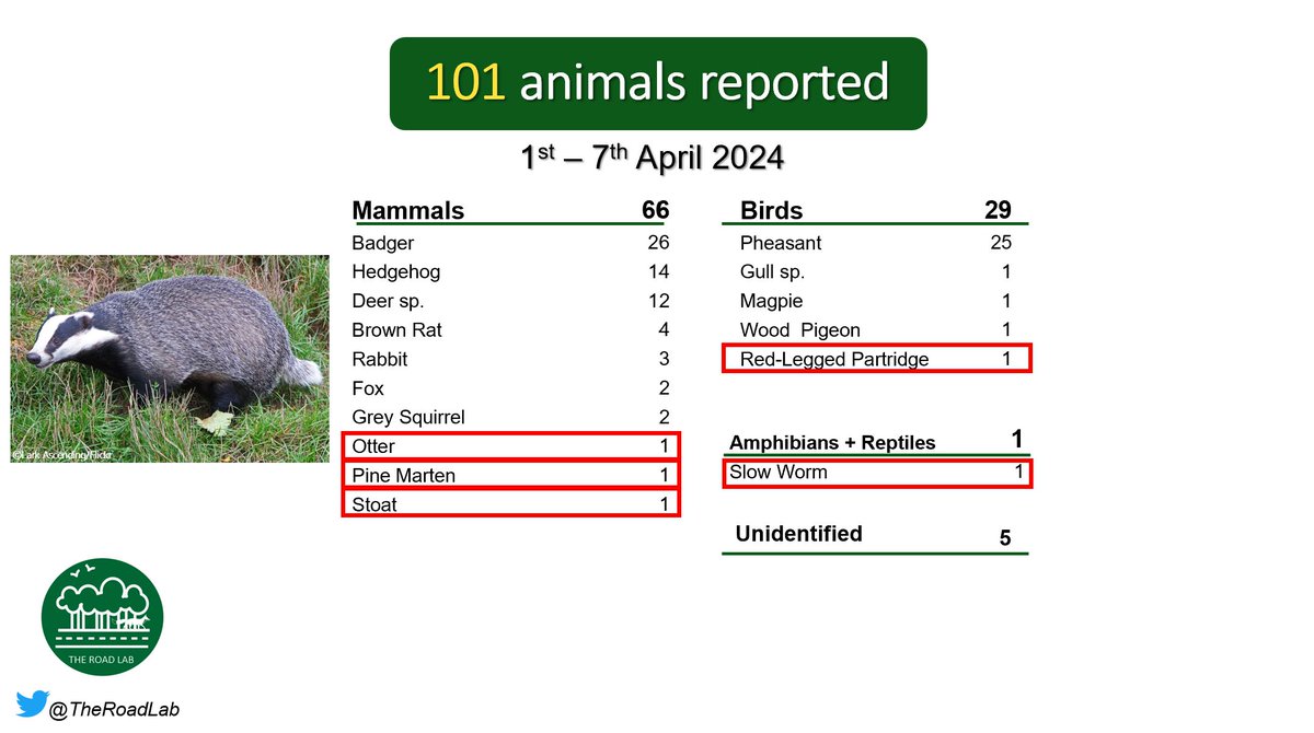 The weekly #roadkillreport is out! 101 animals reported last week, with badger still as the top species. Unusual spots include an Otter, Stoat, Pine Marten, Red-Legged Partridge and a Slow Worm. Seen roadkill? Report it at buff.ly/47cIDTa #roadecology #ukwildlife