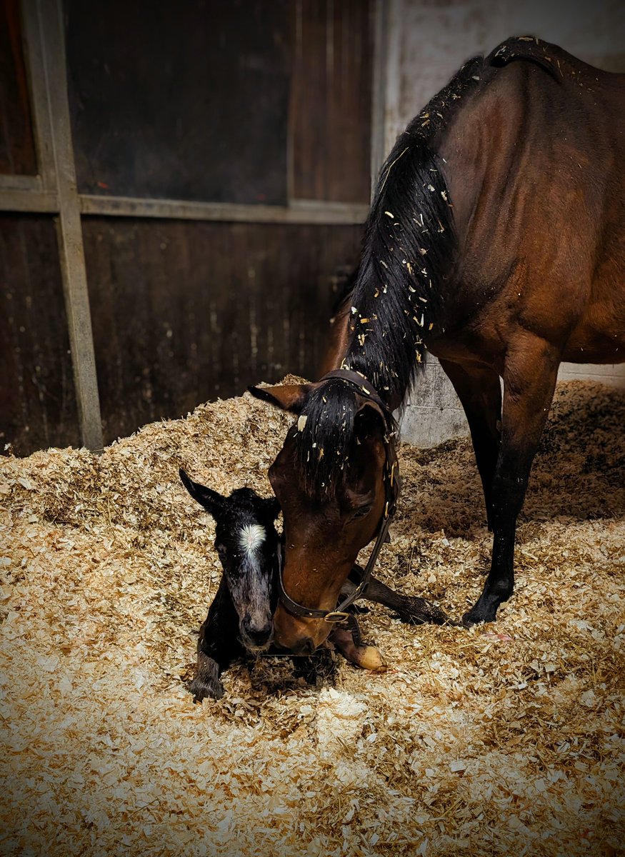 Another lovely colt out of Sarah & Nigel Faulks @barton_yeo Misstree Song by @Alneparkstud Ocovango. Born in the early hours of this morning. #Ocovango #FutureStar #Foaling