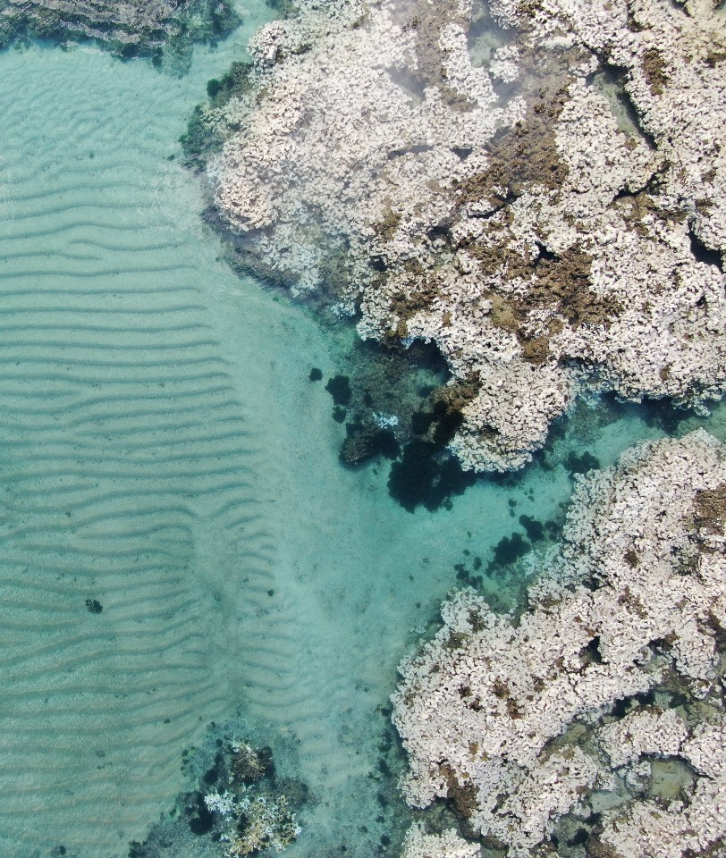 Massive coral bleaching in the states of Alagoas and Pernambuco, Brazil. On track to beat the 2019 record of 19 DHW in Southern State of Bahia. 50% of the species that occur in Brazilian reefs are endemic. #extinction_risk #bleaching #climatechange