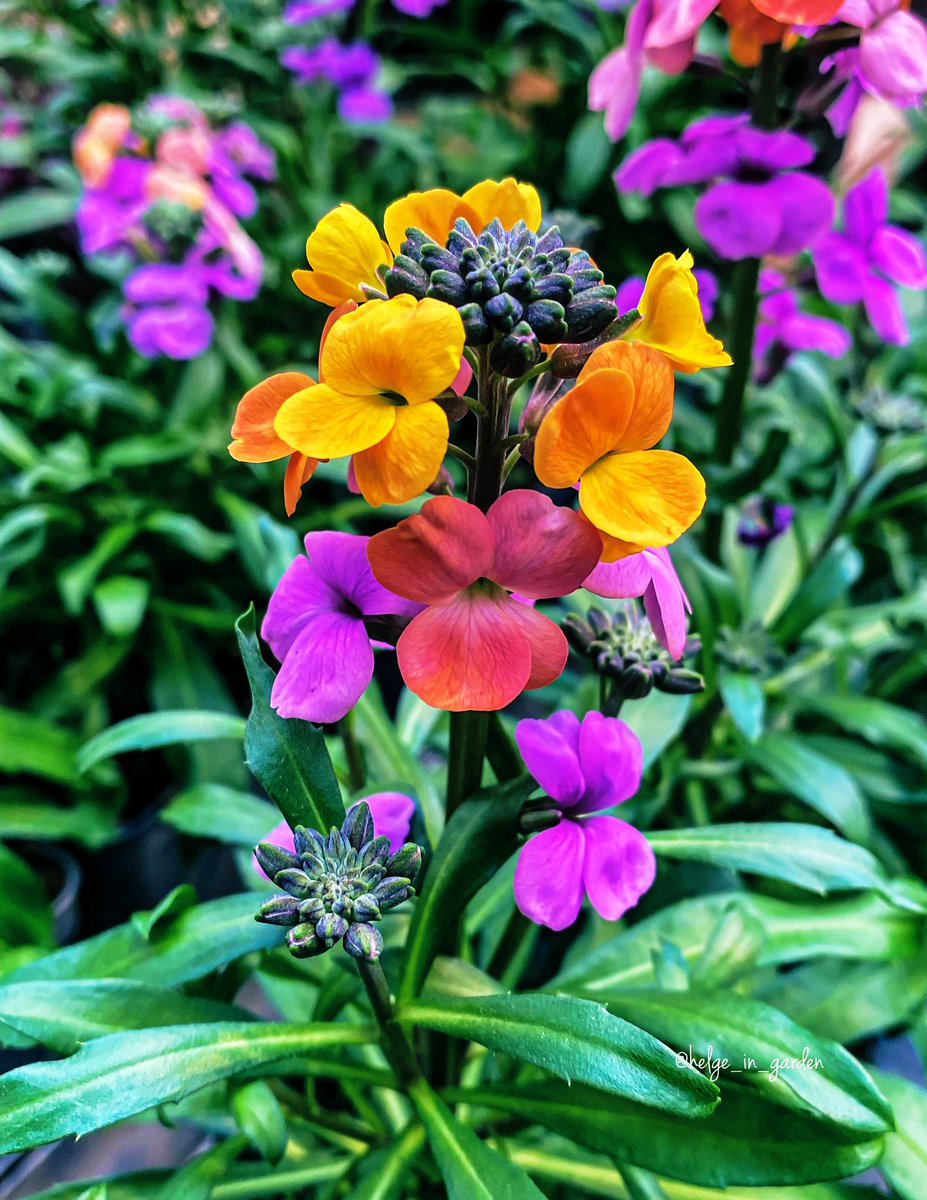 Erysimum (Wallflower)😄 Easy to grow and highly colorful😄
#Flowers #nature #NaturePhotography #gardening #gardens #Norway  #plants #naturelife #Spring2024