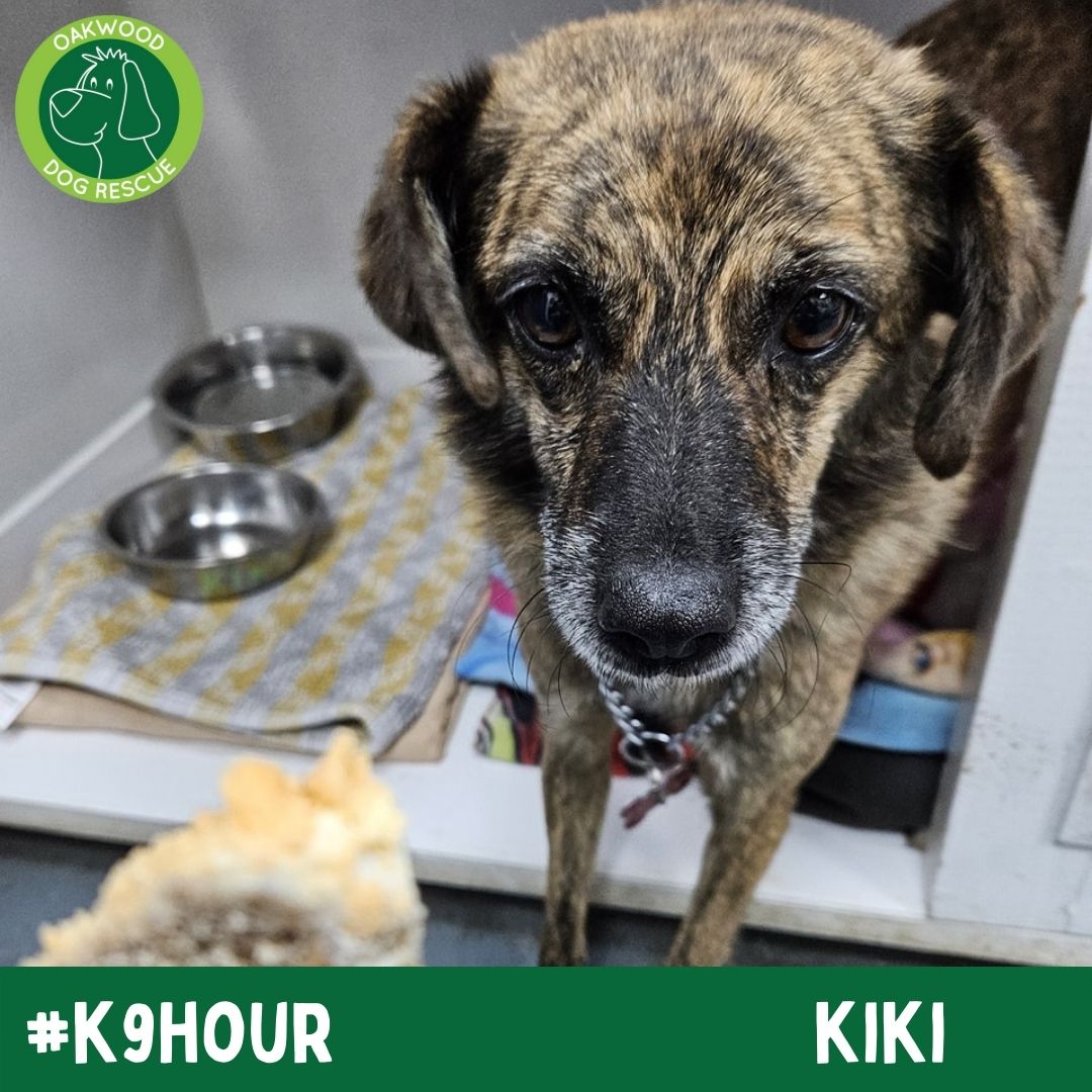 For #k9hour we have Kiki looking her best in the hope to find her forever home💚 oakwooddogrescue.co.uk/meetthedogs.ht… #teamzay #AdoptDontShop #RescueDog #dogsoftwittter #adoptdontshop #rescue #dogsoftwitter #rehomehour