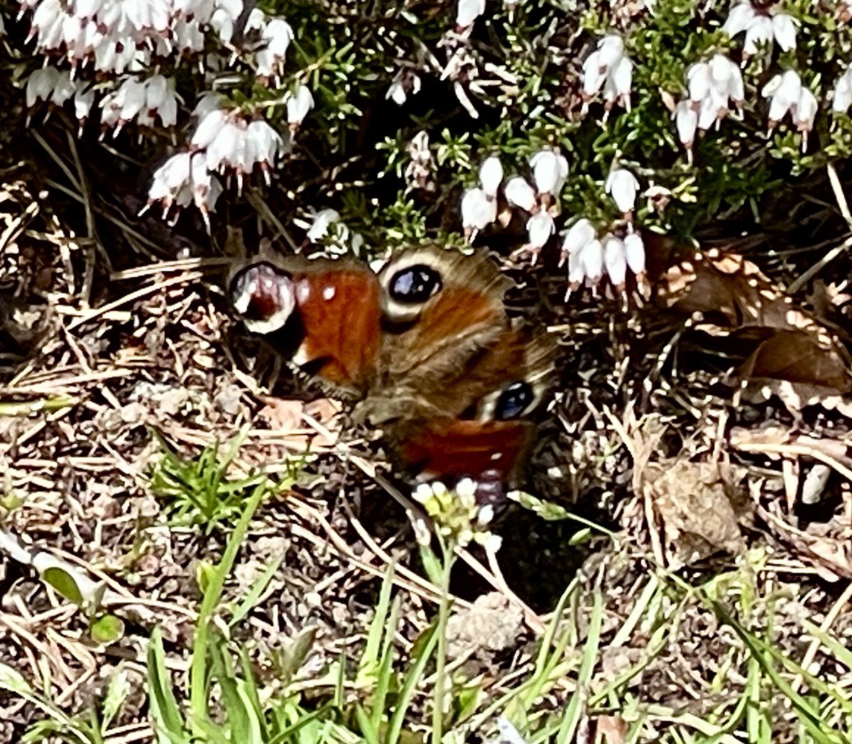 Saw this beautiful peacock butterfly during my walk around Garthdee Campus, Aberdeen at lunch time today! 🦋 

#peacockbutterfly #butterflies #butterflyphotography #insects #insectphotography #wildlife #wildlifephotography