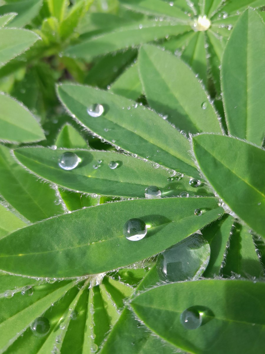 With all this rain recently, we've had plenty of opportunities to get photos of raindrops on lupin leaves! #WorcestershireHour 📷 Katherine Alker