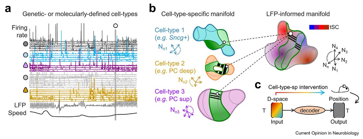 From cell types to population dynamics: Making hippocampal manifolds physiologically interpretable by Esparza et al. doi.org/10.1016/j.conb…