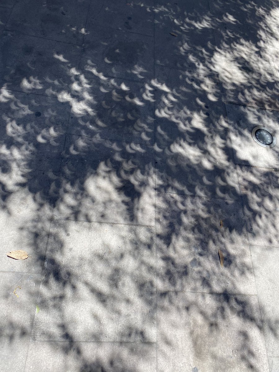 Extrañas sombras de los árboles se apreciaron durante el eclipse solar en Durango. 🌳🌴🌙🌔🌒🌗🌑