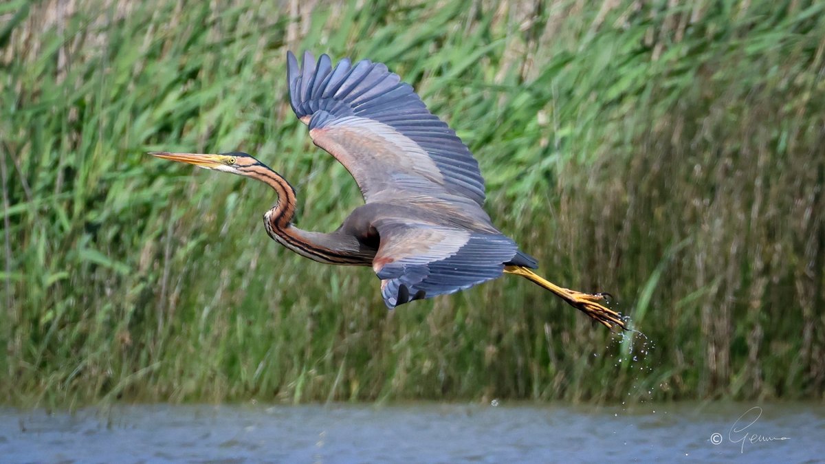 Purple Heron at Lagoa dos Salvados, Portugal.