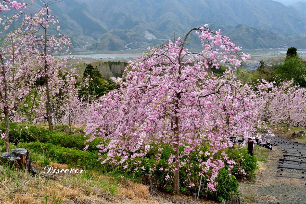 「身延町しだれ桜の里」、平成28年度から身延町が行っているプロジェクトにより、山梨県身延町の富士川クラフトパーク内の雑木林が県下一の規模を誇る枝垂れ桜の森に生れ変る、地元高校生のアイデアがきっかけと云う。満開の桜を眺め散策、丘からの眺めも、背景の緑も良好、桜が大きく育つのが楽しみ。