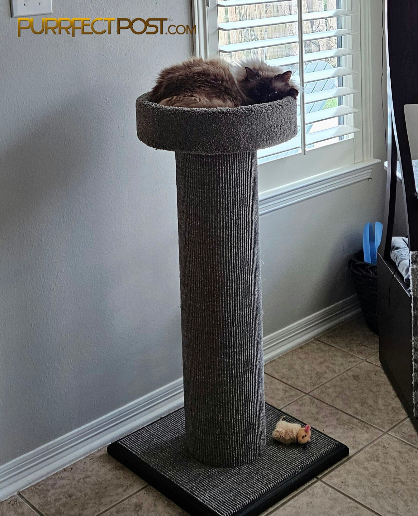 Purrfect Post PurrfectPost X