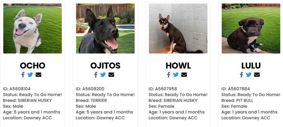 There were a slew of changes on the website & workboard between 11;30 & Noon.
Lulu has a rescue hold🎉
Howl and Lobo #A5610158 received final pleas🙁
Ojitos & 2 other euth listed pups are No Longer Listed😱
Ocho is still listed & in need #A5608104