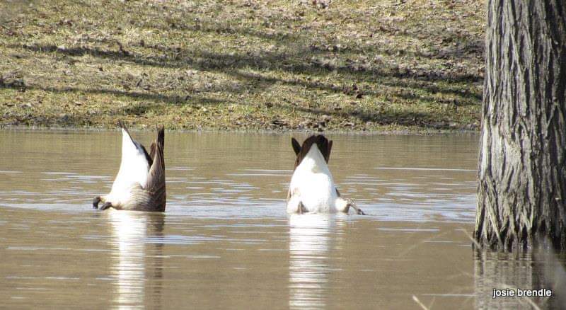 #MallardMonday