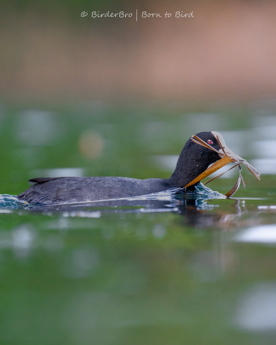 Carl the Coot is busy building his home 🛖🛠️
The #photographer got a bit wet taking this📸
🙈🤣

📷#nikonz8
⭕️180-600mm
⚙️f/7.1|1/1600|1600iso
🗓️8/4/24
~
#birdphotography #BirdsOfTwitter #birding #birdwatching #NaturePhotography #wildlifephotography #BBCWildlifePOTD #NatureLover