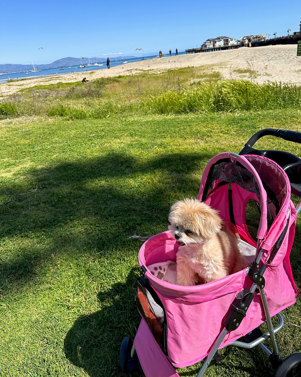 AdrienneMaloof's tweet image. We had such a beautiful weekend 💕 Did anyone get a glimpse of the eclipse today? ☀️ #Eclipse2024 #StellarViews