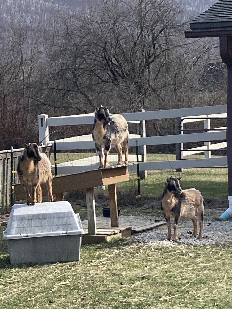 Goats wondering where the sun went.